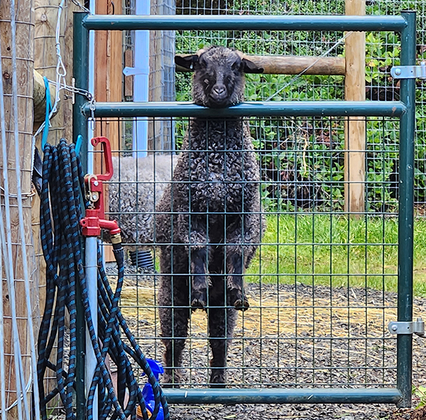 goat looking over a gate